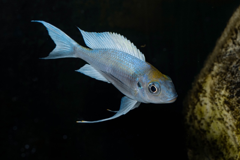 Ophthalmotilapia ventralis 'Kafyoko Point'